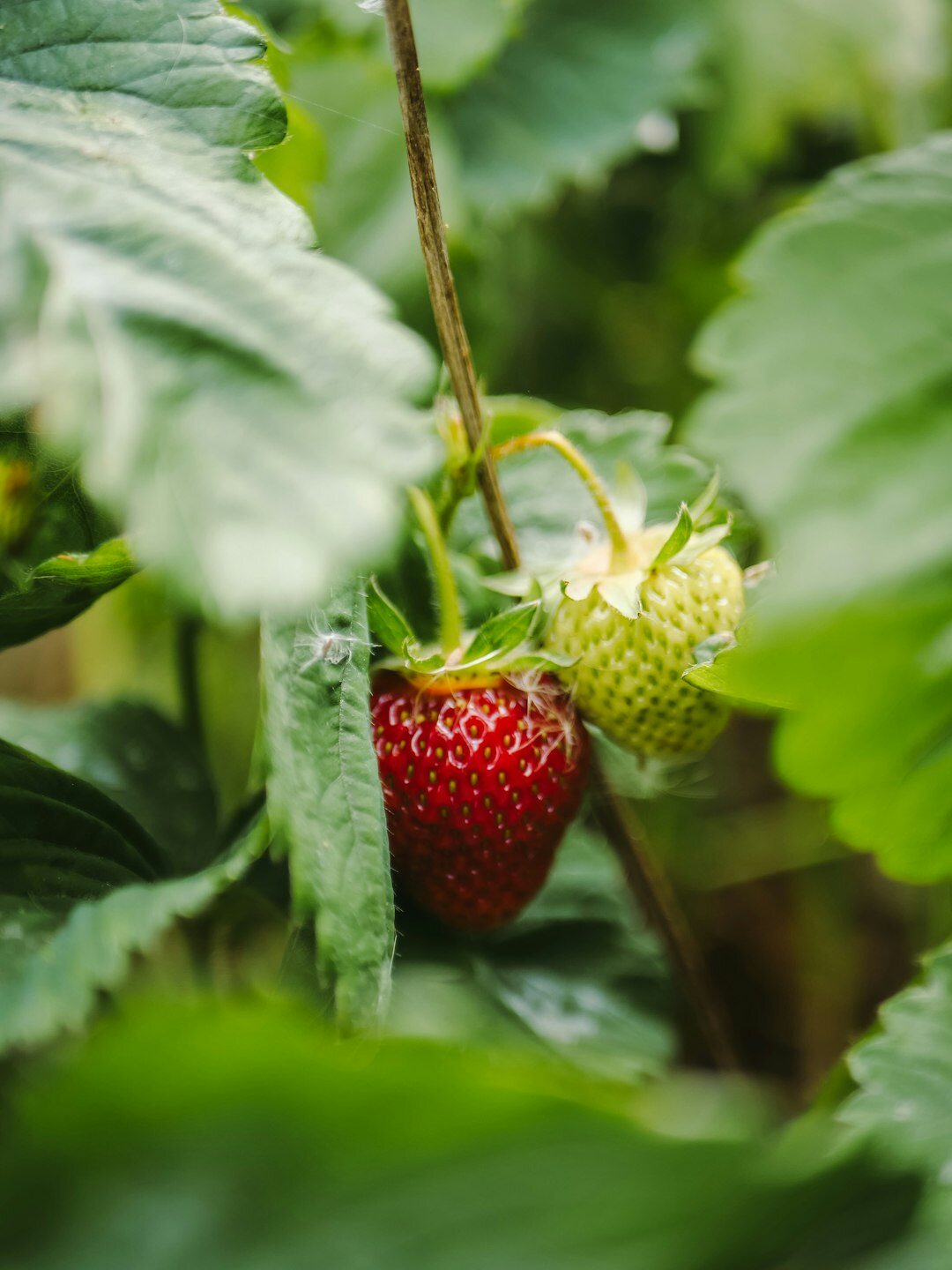 strawberry plants in garden