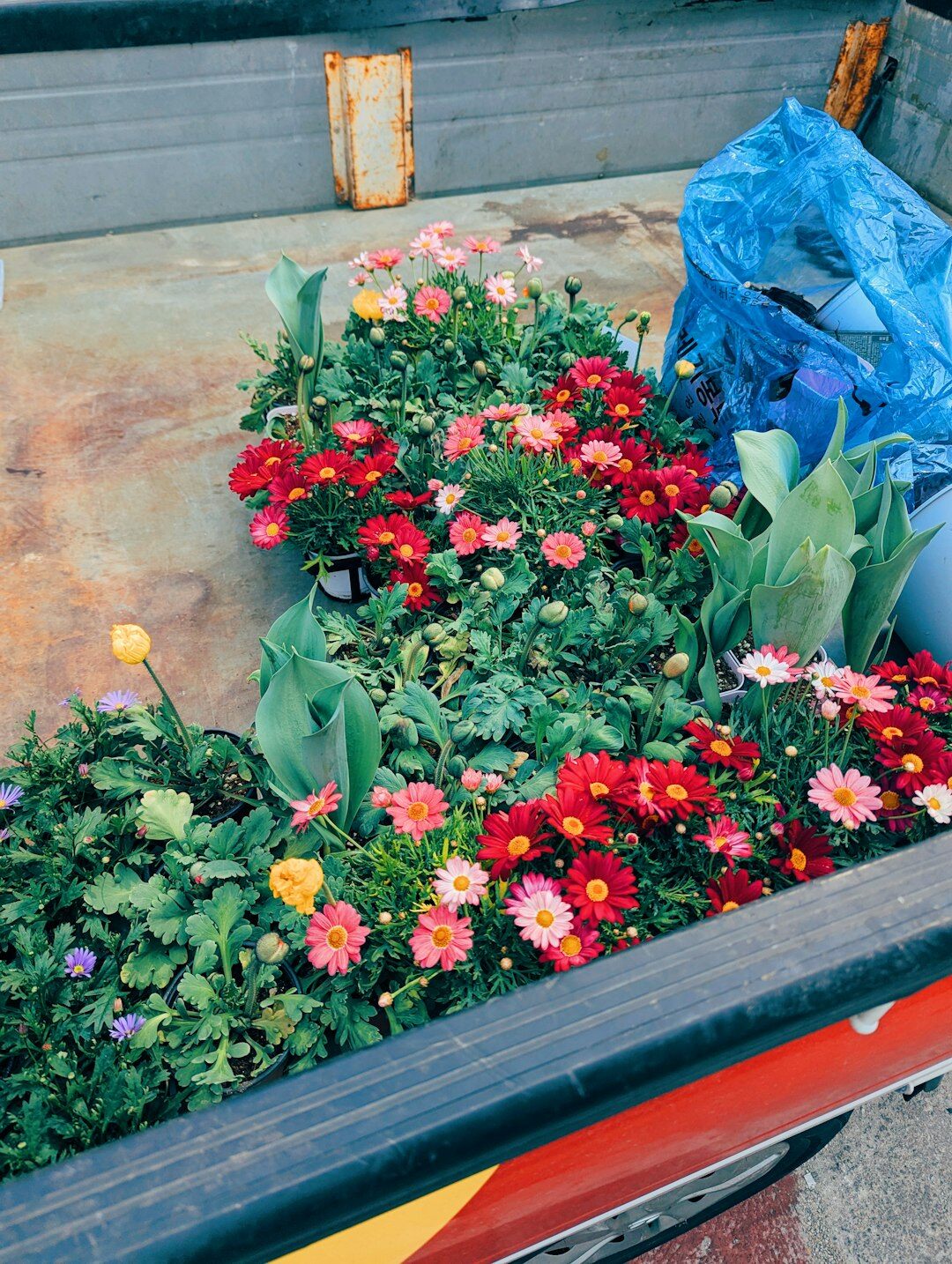 planting flowers in pots