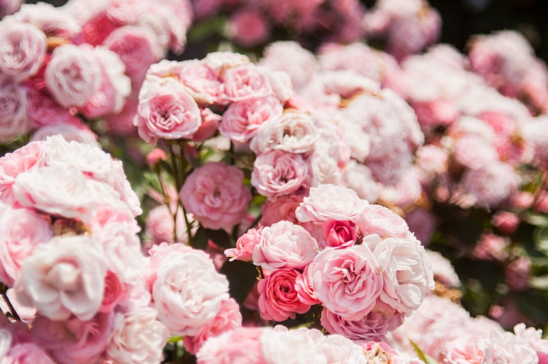 rose bush with pink flowers