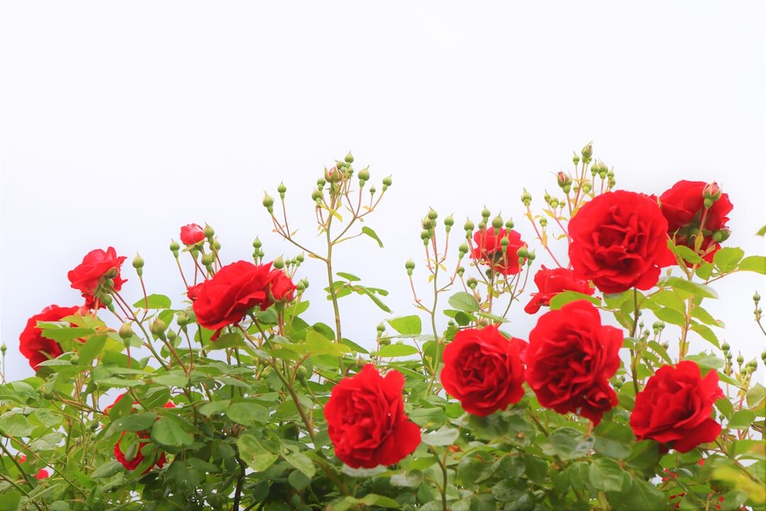 fertilizing rose bushes