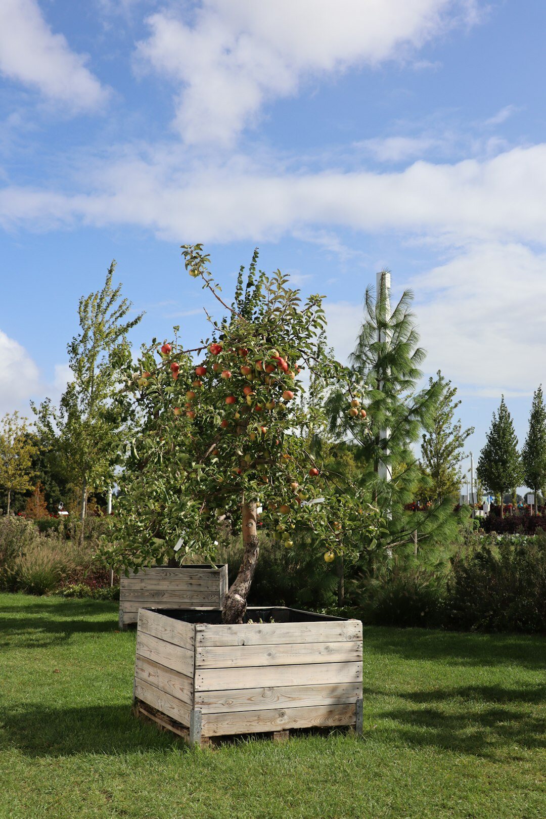 compost bin in garden