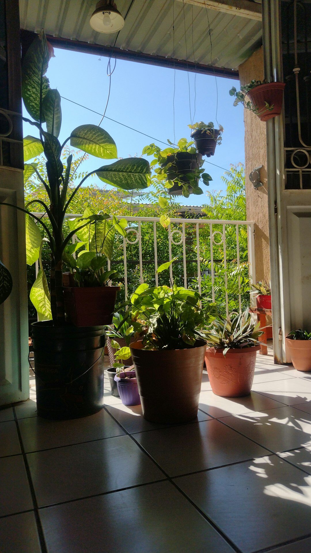 variety of balcony plants