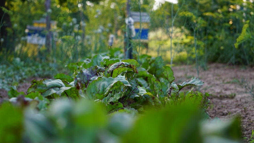 ecological garden with vegetables