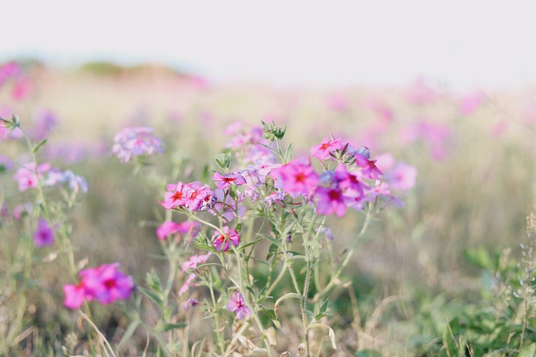 close up wildflowers