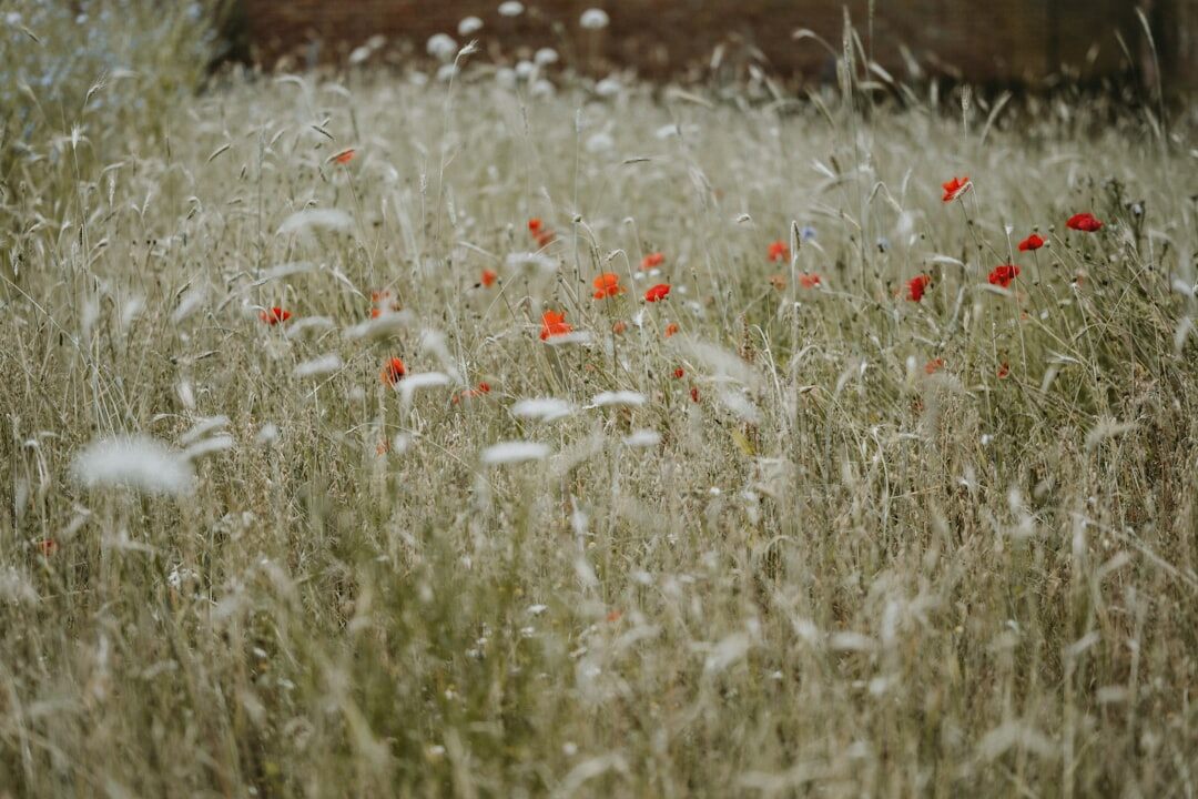 wild flower meadow