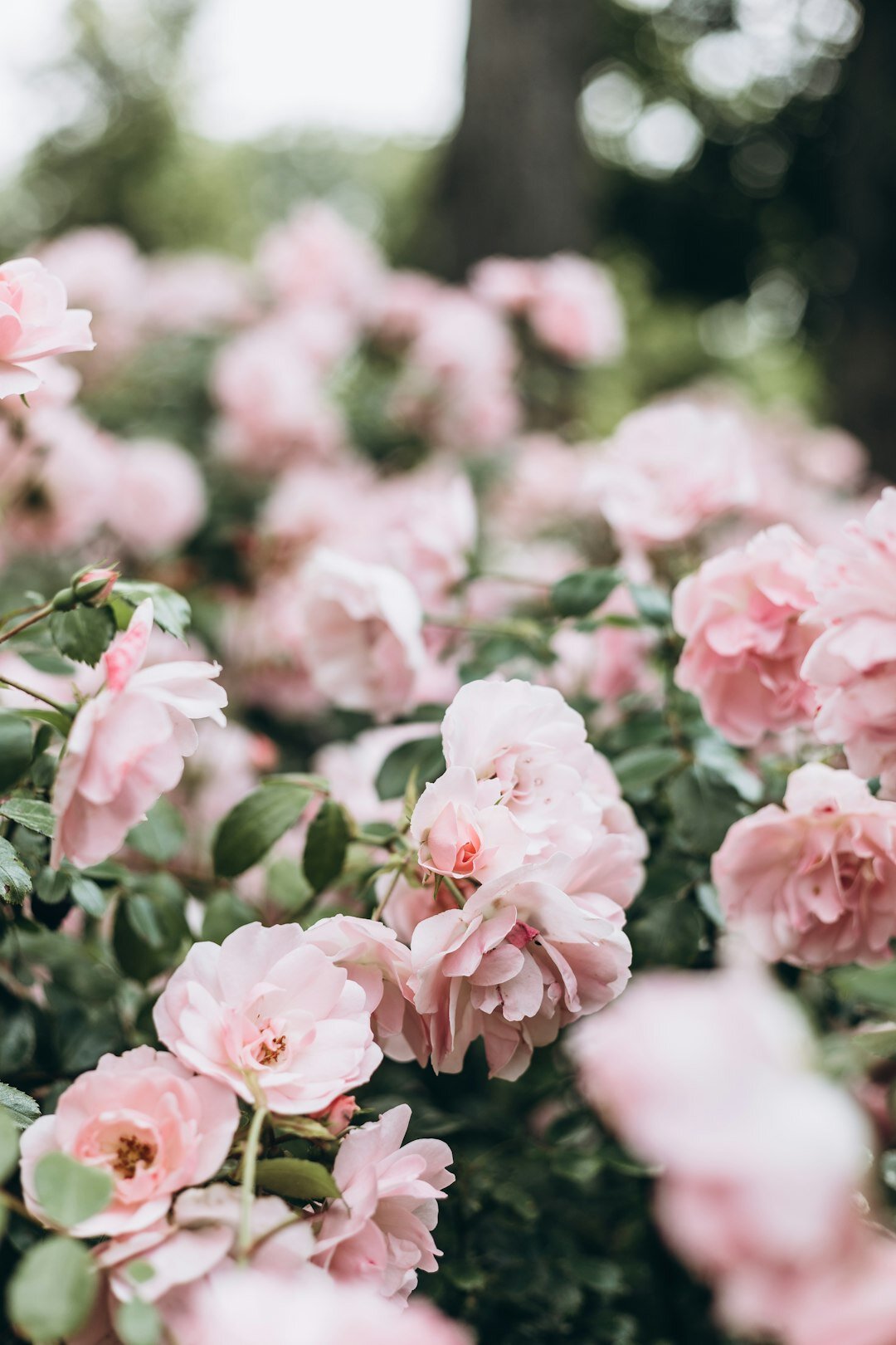 rose bush with pink flowers