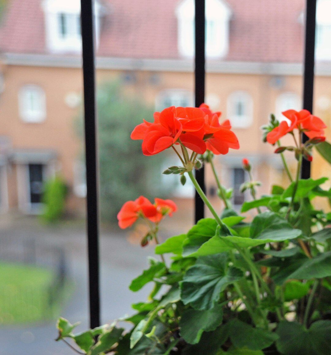 balcony with flowers and plants