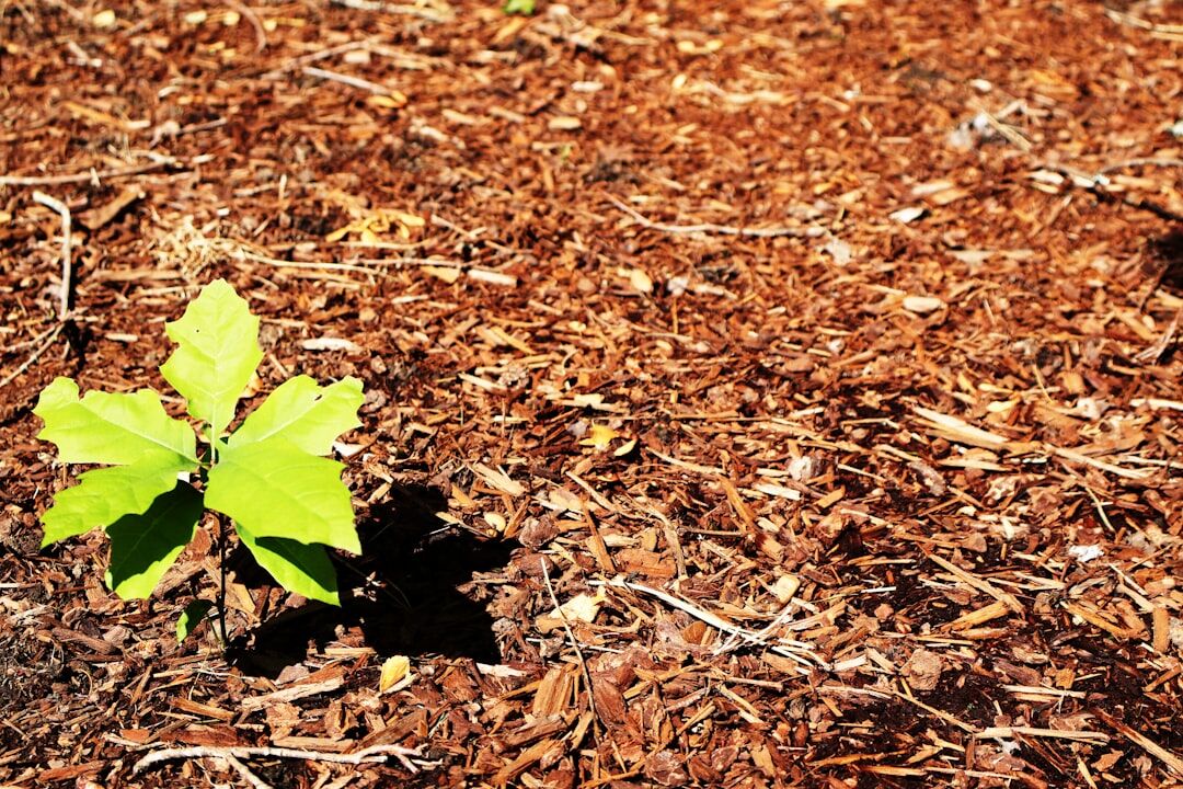 strawberry patch with mulch