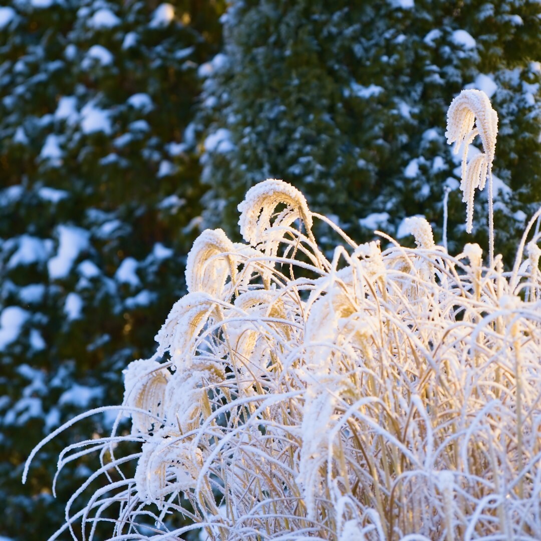 covering perennials for winter