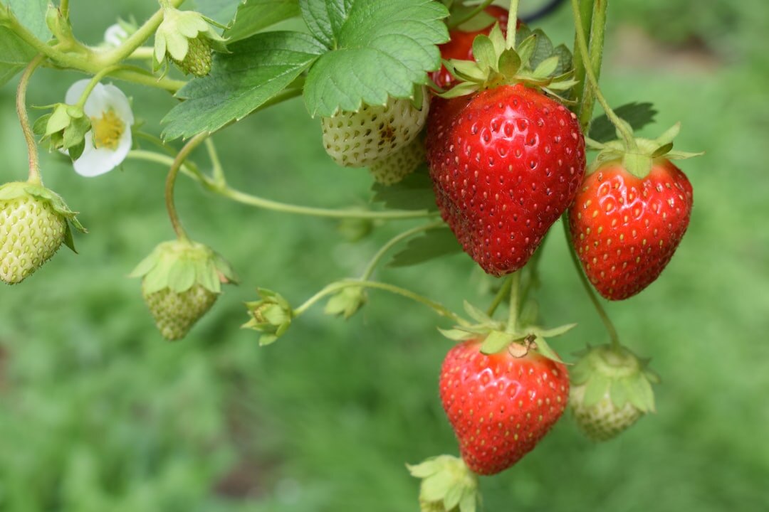 strawberry plants growing