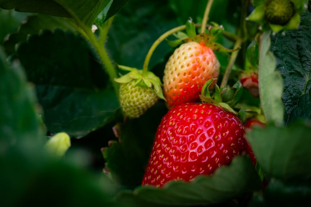 strawberry plants in garden